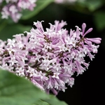 Syringa Little Lady