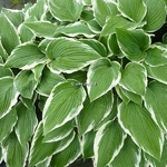 Hosta Francee (3)