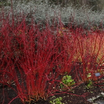 Cornus Baton Rouge