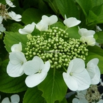 Hydrangea macrophylla Benxi