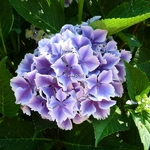 Hydrangea macrophylla Frau Nobuko (2)