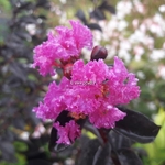 Lagerstroemia indica Black Solitaire Purely Purple