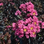 Lagerstroemia indica Black Solitaire Shell Pink