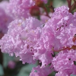 Lagerstroemia indica Camaieu dete (2)