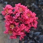 Lagerstroemia indica Midnight Magic (1)