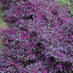 Loropetalum chinense rubrum Plum Gorgeous