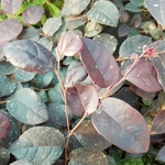 Loropetalum chinense rubrum Plum Gorgeous (2)