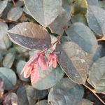 Loropetalum chinense rubrum Rose in Black (2)