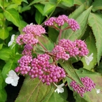 Hydrangea aspera Rosemary Foster (2)
