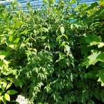 Cornus kousa