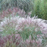 Miscanthus sinensis Cute One (3)