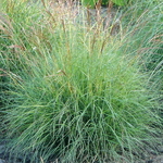 Miscanthus sinensis Cute One (1)
