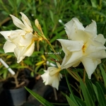 Nerium oleander Jaune Double (1)
