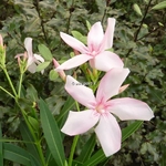 Nerium oleander Virginie (3)