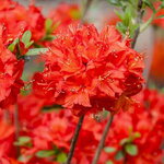 Rhododendron Parkfeuer
