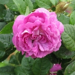 Rosa William Lobb (2)