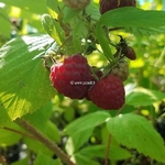Rubus idaeus Zeva (3)