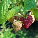 Rubus idaeus Zeva (1)
