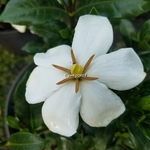 Gardenia jasminoides Sweet Star (1)