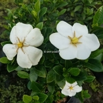 Gardenia jasminoides Kleims Hardy (1)