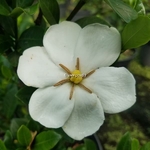Gardenia jasminoides Kleims Hardy (3)