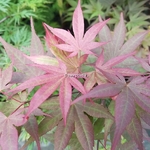 Acer palmatum Okagami (2)