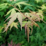 Acer palmatum Katsura (2)