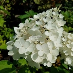 Hydrangea paniculata Silver Dollar (3)