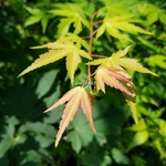 Acer palmatum Katsura (4)