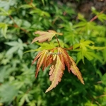 Acer palmatum Katsura (3)