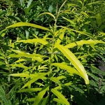 Salix udensis Golden Sunshine