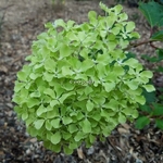 Hydrangea paniculata Romantic Ace (2)