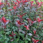 Photinia fraseri Volcano