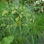 Cyperus papyrus Nefretete (1)