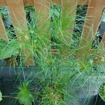 Cyperus papyrus Nefretete (2)