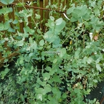 Eucalyptus Silver Tropfen