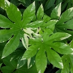 Fatsia japonica Variegata (2)