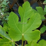 Ficus carica Violette de Solliès (3)