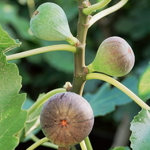 Ficus carica Violette de Sollies