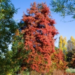 Taxodium distichum (2)