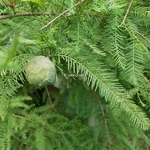 Taxodium distichum (6)