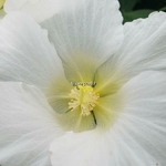 Hibiscus mutabilis Alba