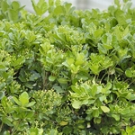 Euonymus japonicus (3)