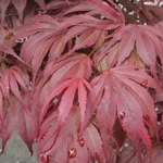 Acer palmatum Oregon Sunset (1)