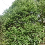 Quercus glauca (2)