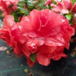 Rhododendron Repetita Coral