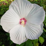 Hibiscus moscheutos Extreme White Eye (2)