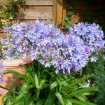 Agapanthus africanus Blue Infinity (1)