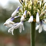 Agapanthus Twister