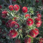 Callistemon Little John (3)